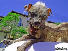 chien mutant.jpg